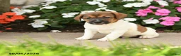 Jack Russell Terrier dogs for sale: Sparkle - Ad 1