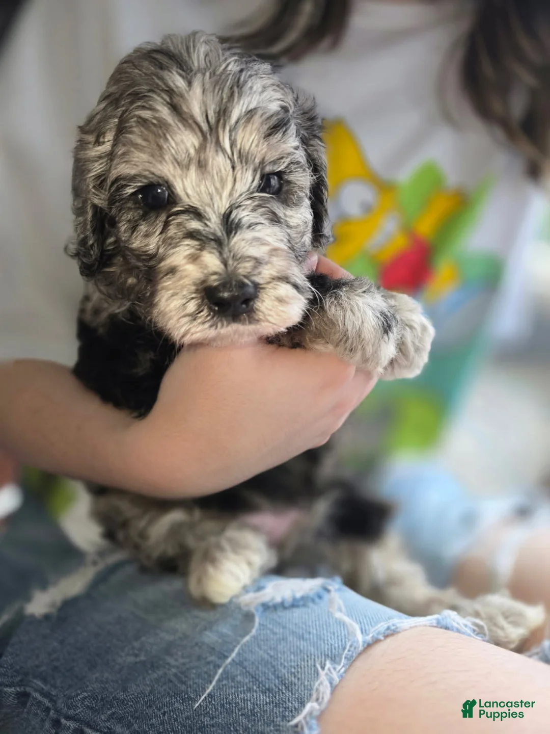 Goldendoodle dogs for sale: Mini Goldendoodle Female - Ad 3