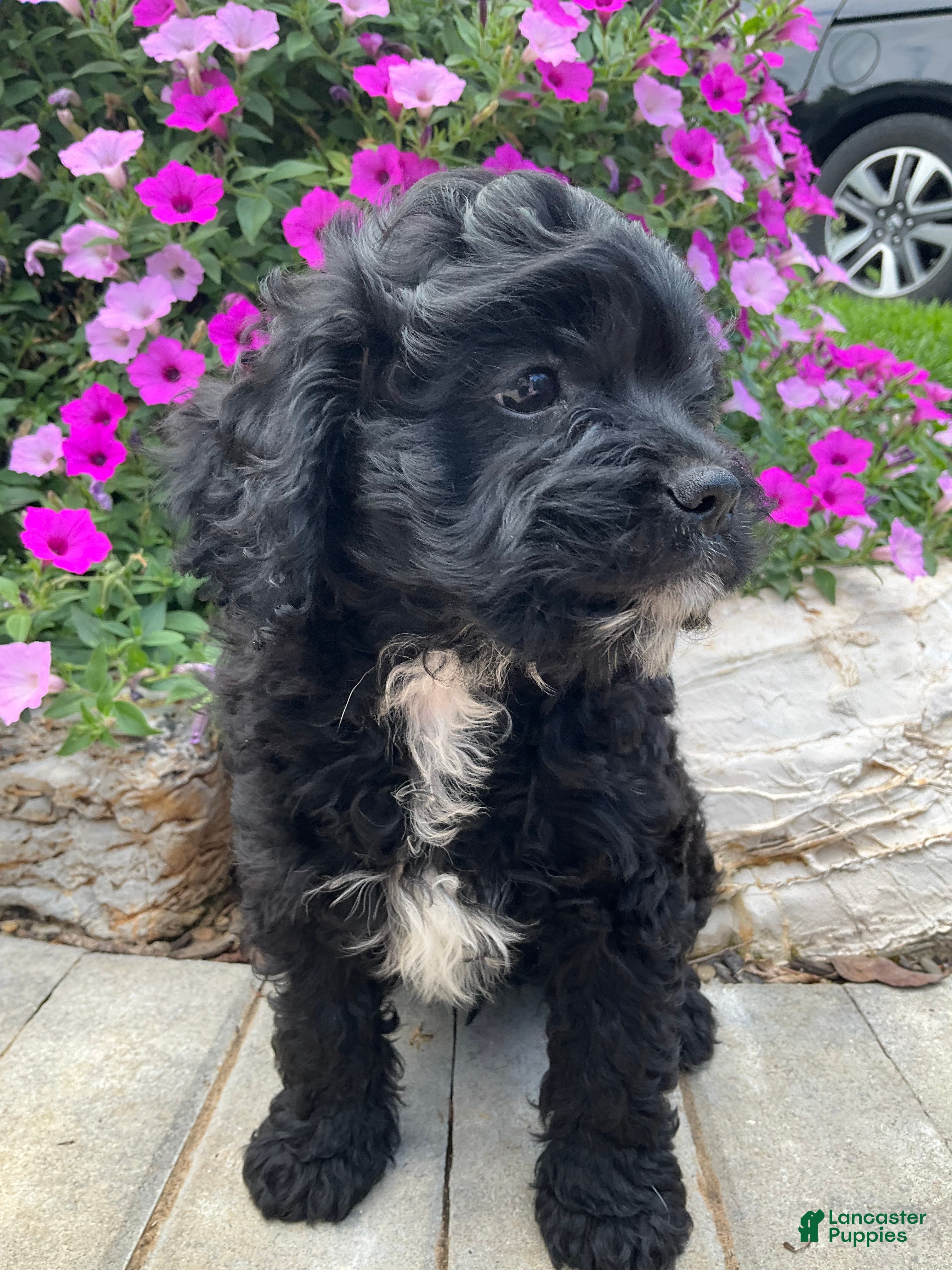 Cavapoo dogs King - Ad 1