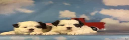 Shih Tzu dogs for sale: ACA Reese - Ad 7