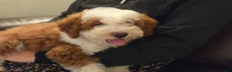 Mini Bernedoodle dogs for sale: EMMA - FEMALE Mini Bernedoodle 2 - Ad 6