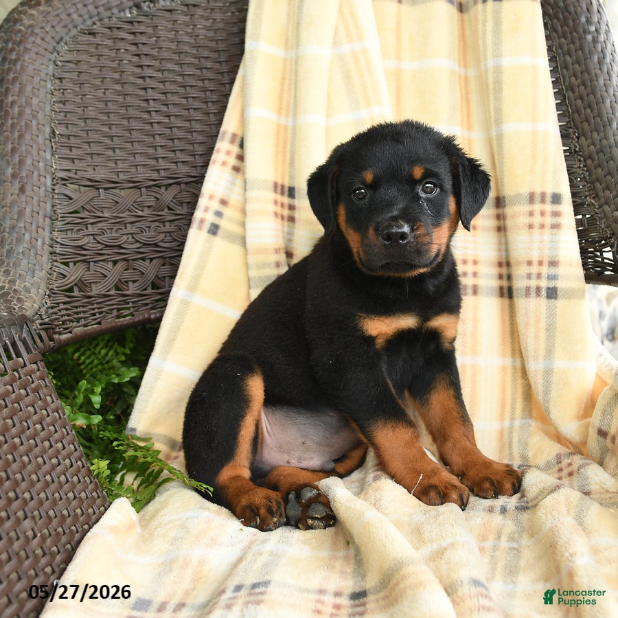 Rottweiler dogs Hansel - Ad 2