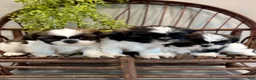 Shih Tzu dogs for sale: AKC SAWYER - Ad 11