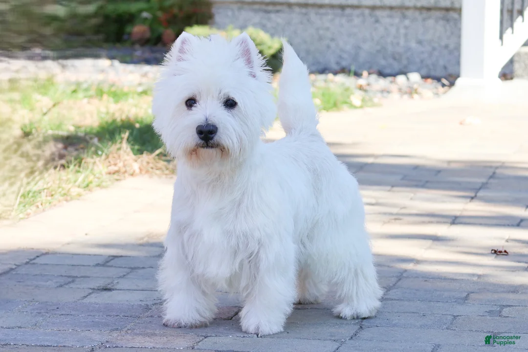 West Highland Terrier dogs for sale: Leo - Ad 9