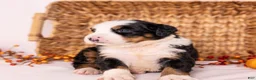 Bernese Mountain Dog dogs for sale: Ringo - Ad 5