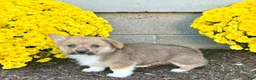 Welsh Corgi Pembroke dogs for sale: Sammy - Ad 6