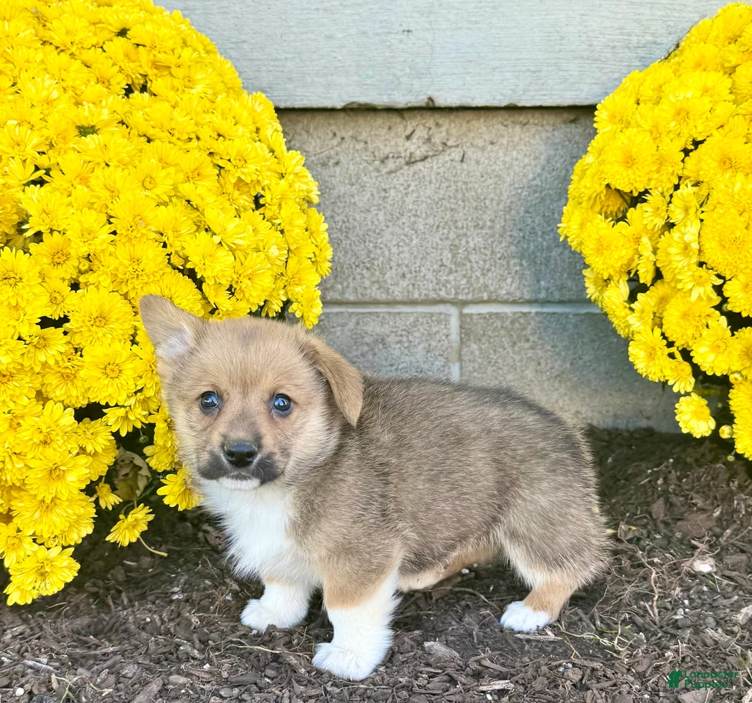 Welsh Corgi Pembroke dogs for sale: Sammy - Ad 6
