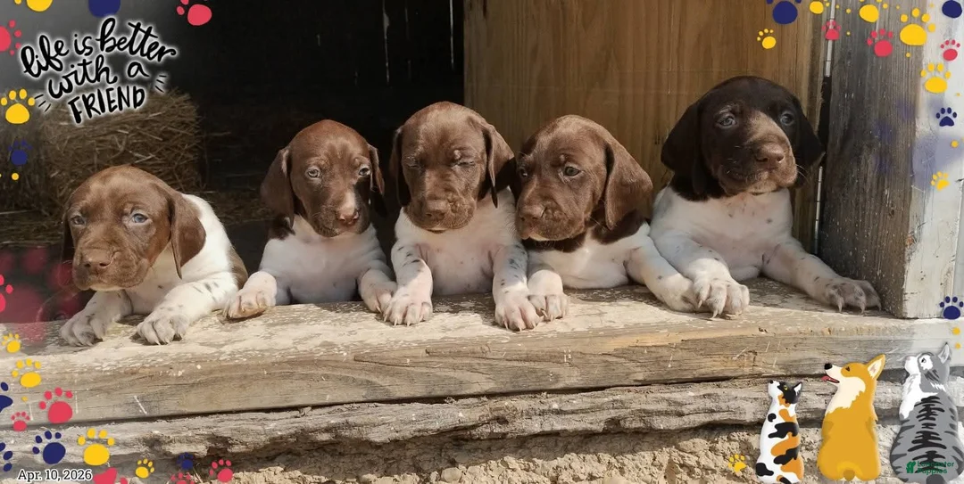 German Shorthaired Pointer dogs for sale: German Shorthaired Pointer Puppy 5 - Ad 13