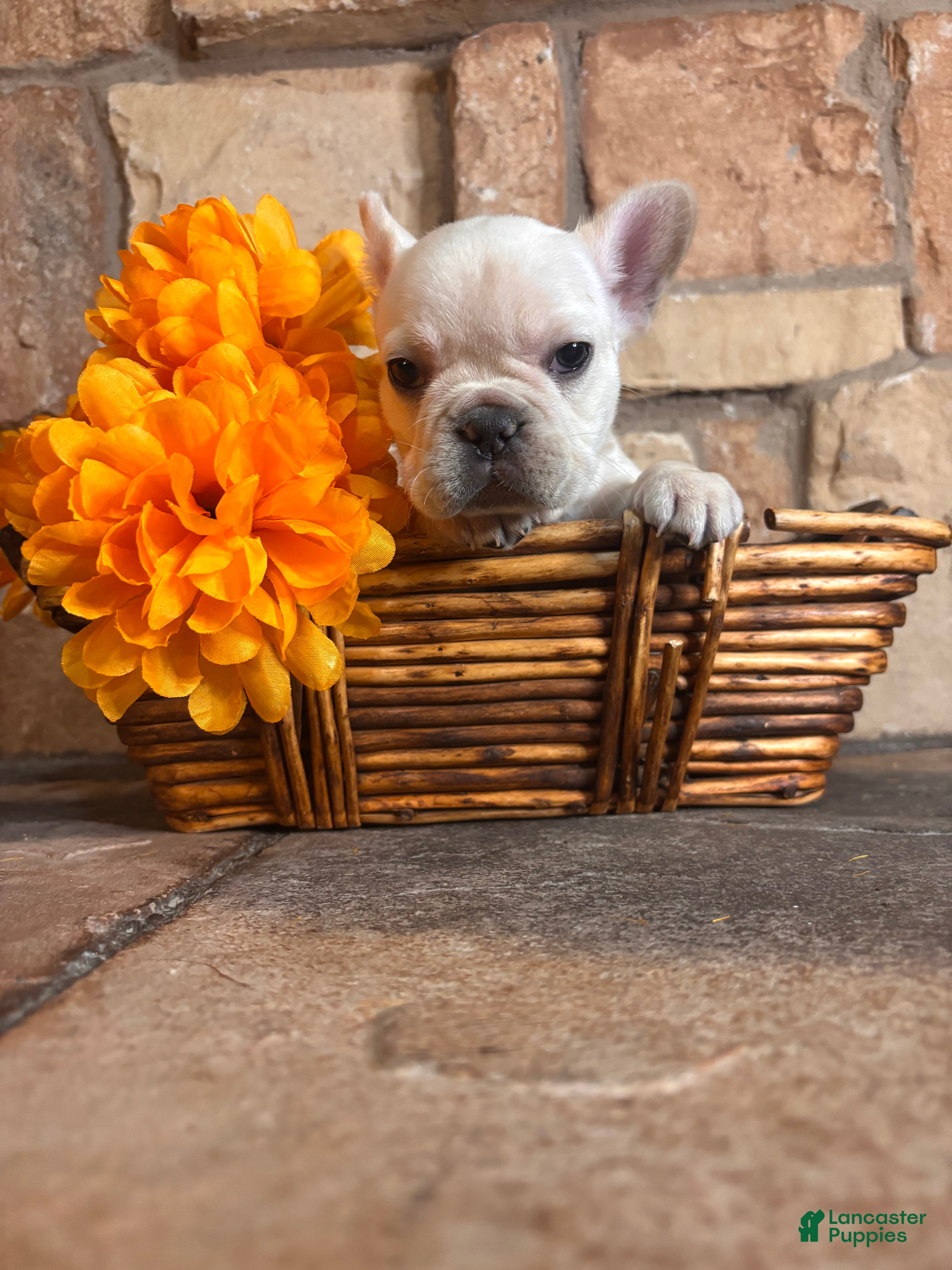 French Bulldog dogs French Bulldog 1 - Ad 2