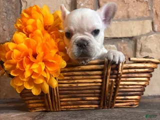 French Bulldog dogs French Bulldog 1 - Ad 2