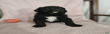 Darth Vader