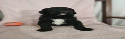 Standard Poodle dogs for sale: Darth Vader - Ad 2