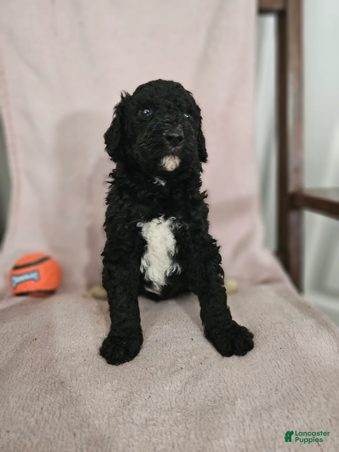Standard Poodle dogs for sale: Darth Vader - Ad 2