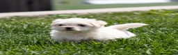 Maltese dogs for sale: Millie Maltese Puppy  - Ad 20