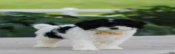 Cavapoo dogs for sale: Brice - Ad 3