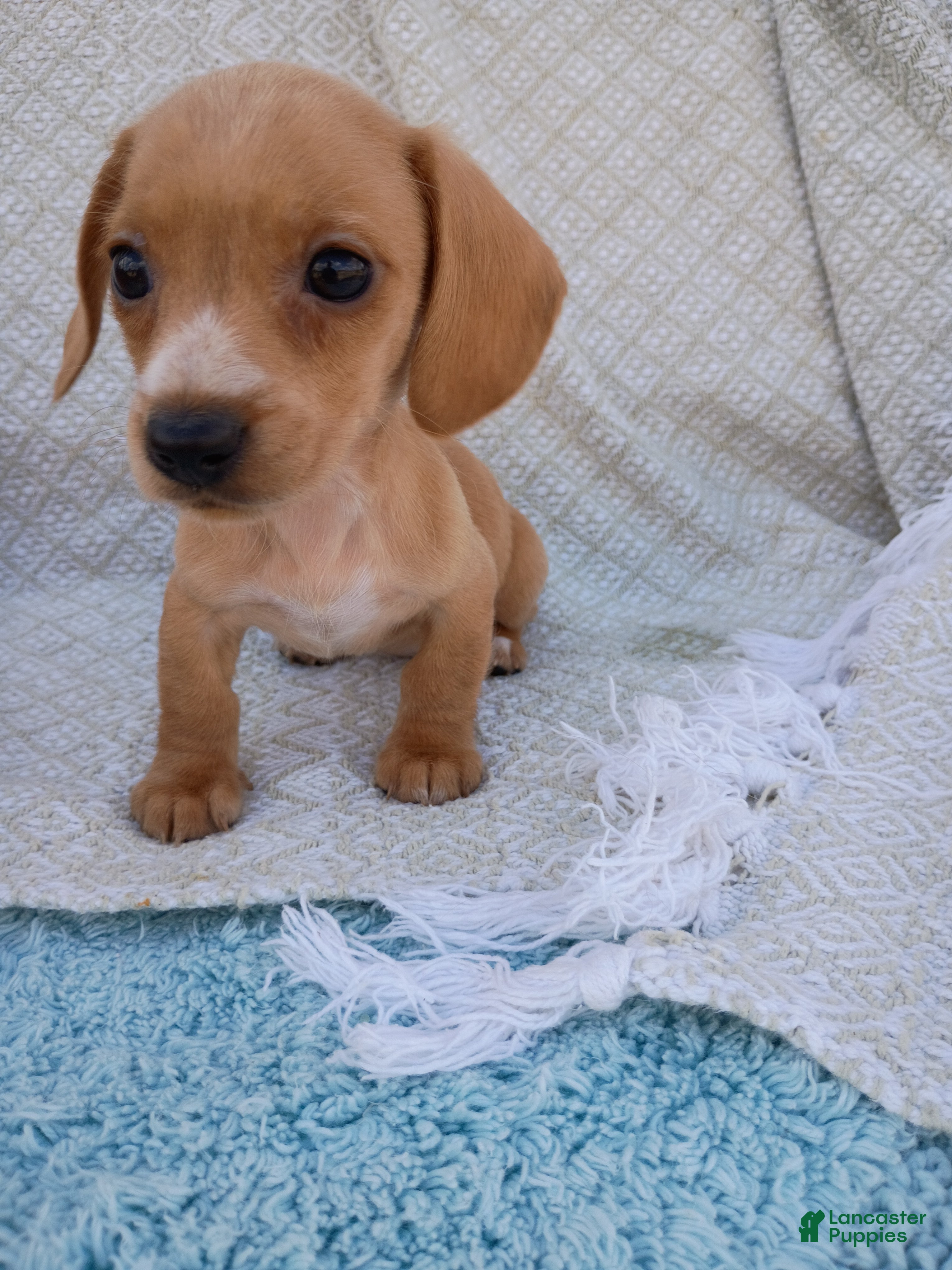 Miniature Dachshund dogs Miniature Dachshund Puppy 1 - Ad 1