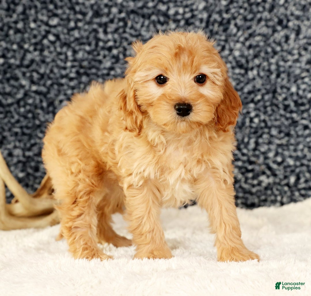 Cavapoo dogs for sale: Arthur - Ad 5