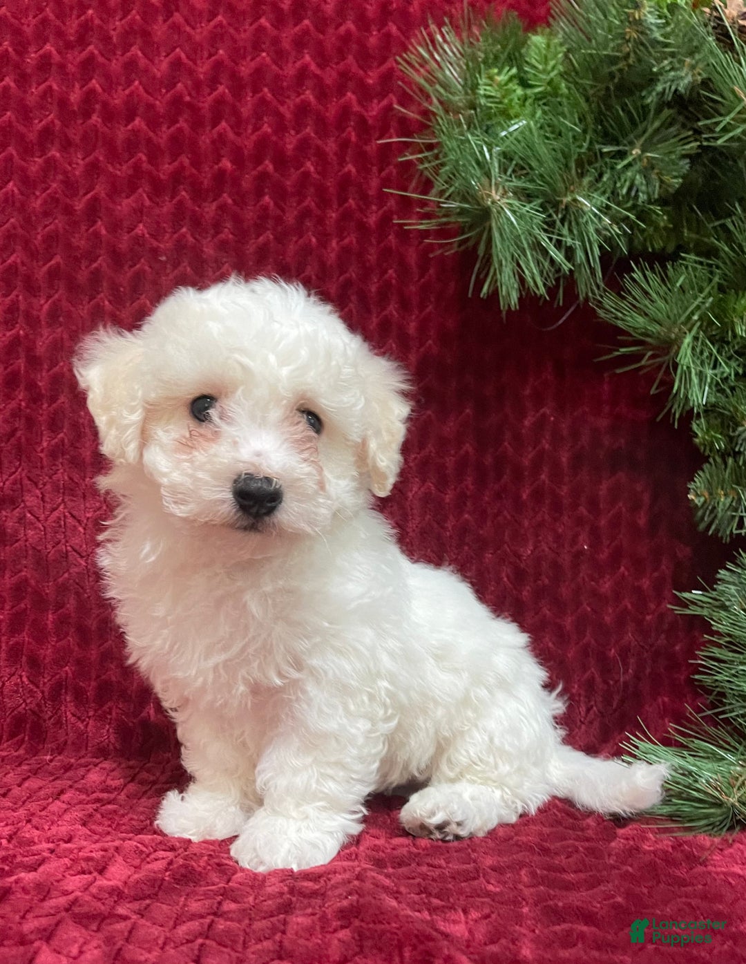 Bichon Frise dogs for sale: Ranger - Ad 3