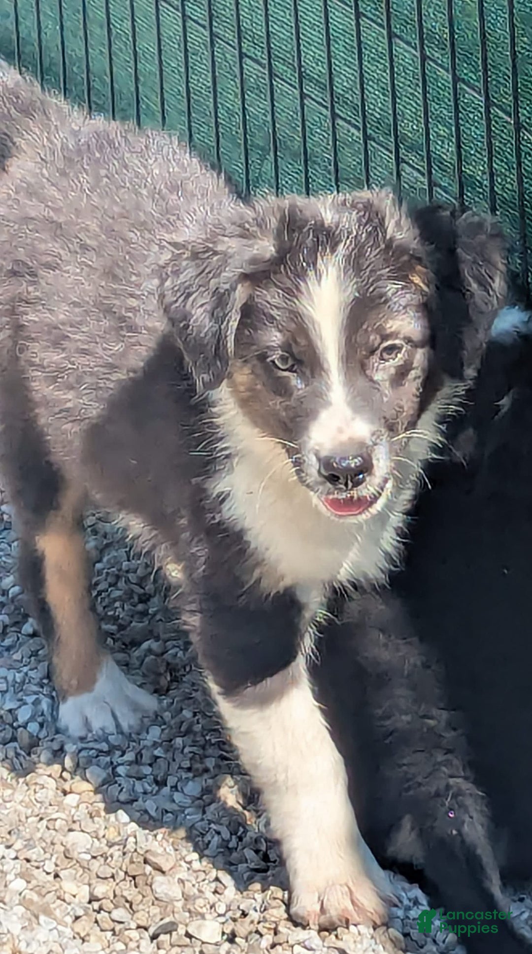 Australian Shepherd dogs for sale: Puppy Female - Ad 2