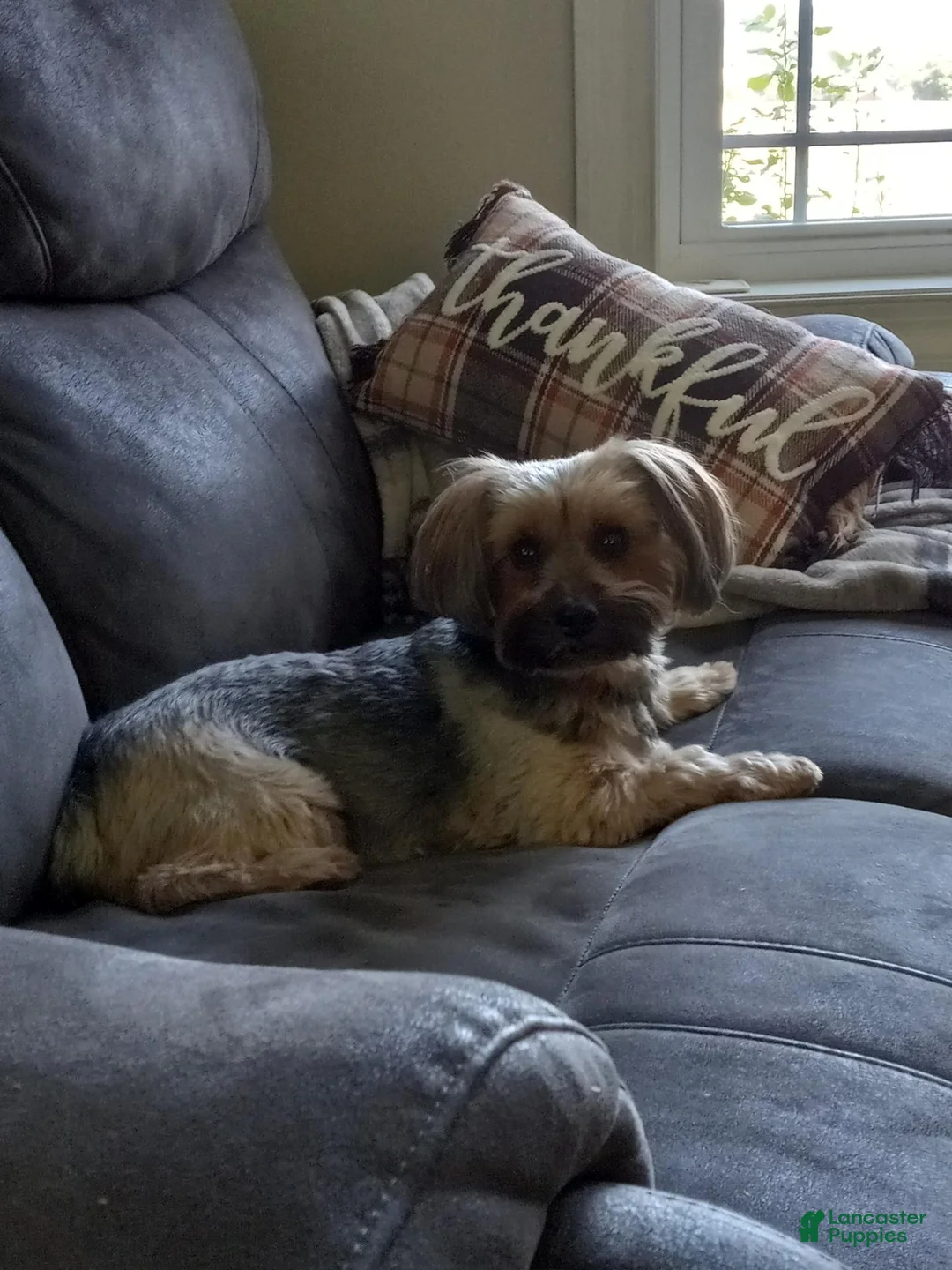 Yorkiepoo dogs for sale: Jet  - Ad 4