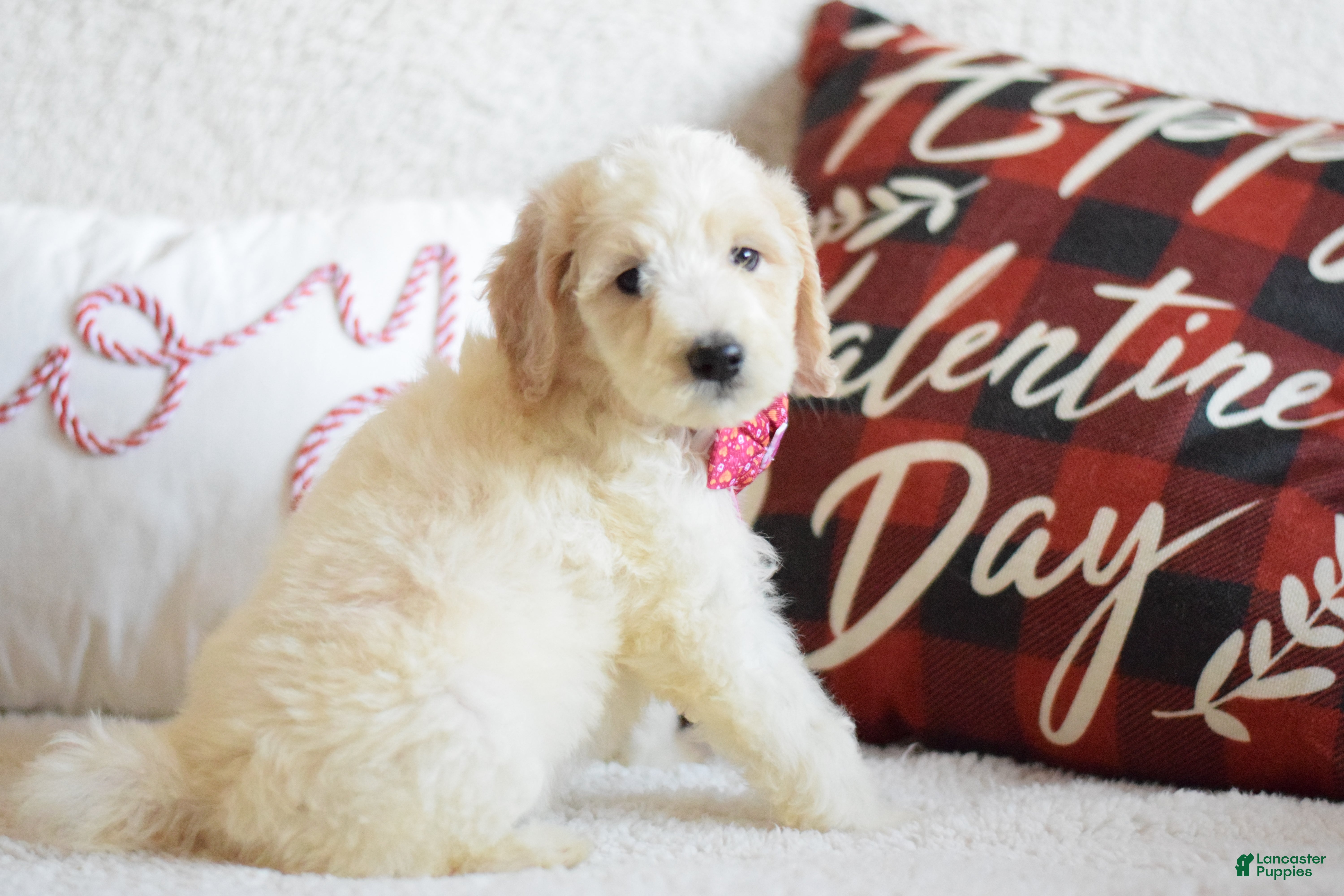 Goldendoodle dogs Goldendoodle Puppy 8 - Ad 27