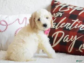 Goldendoodle dogs Goldendoodle Puppy 8 - Ad 27