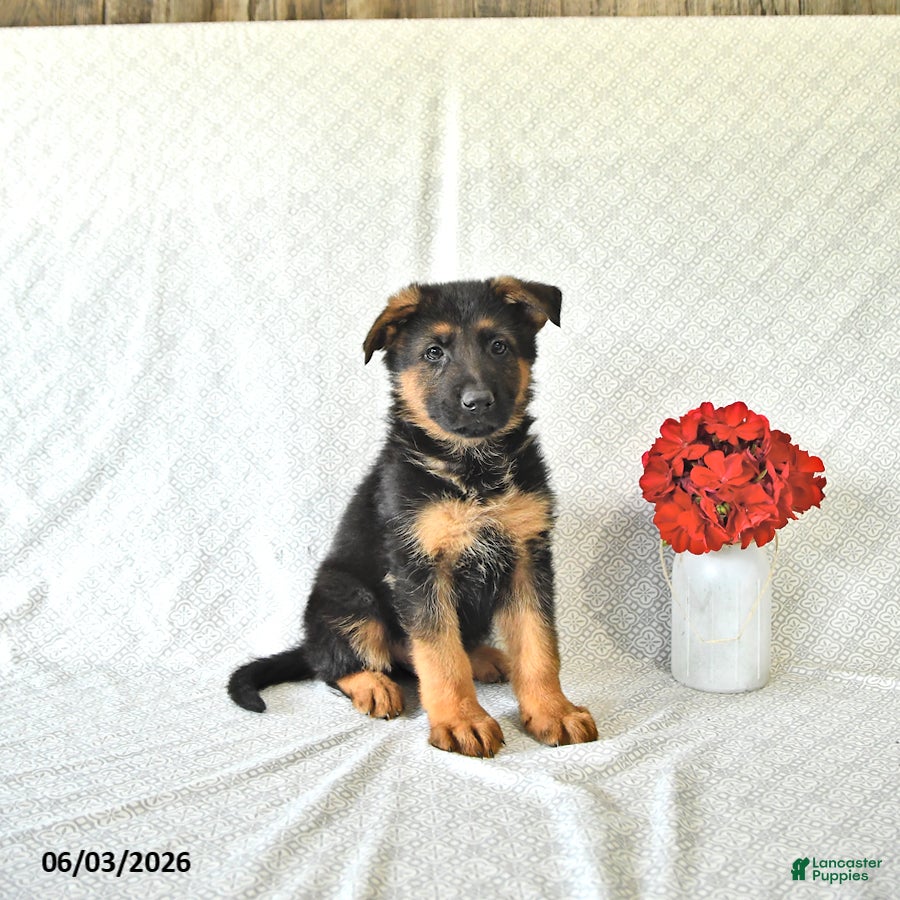 German Shepherd dogs for sale: Buddy - Ad 2