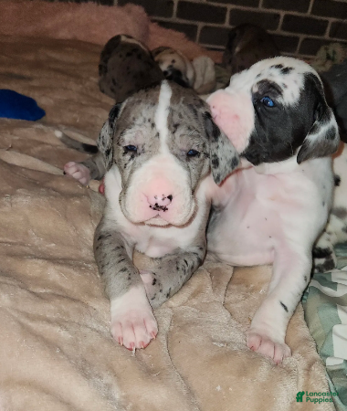 Great Dane dogs TOP EURO Merle mantle F - Ad 2