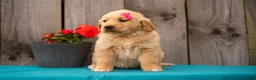 Golden Retriever dogs for sale: Tania - Ad 4