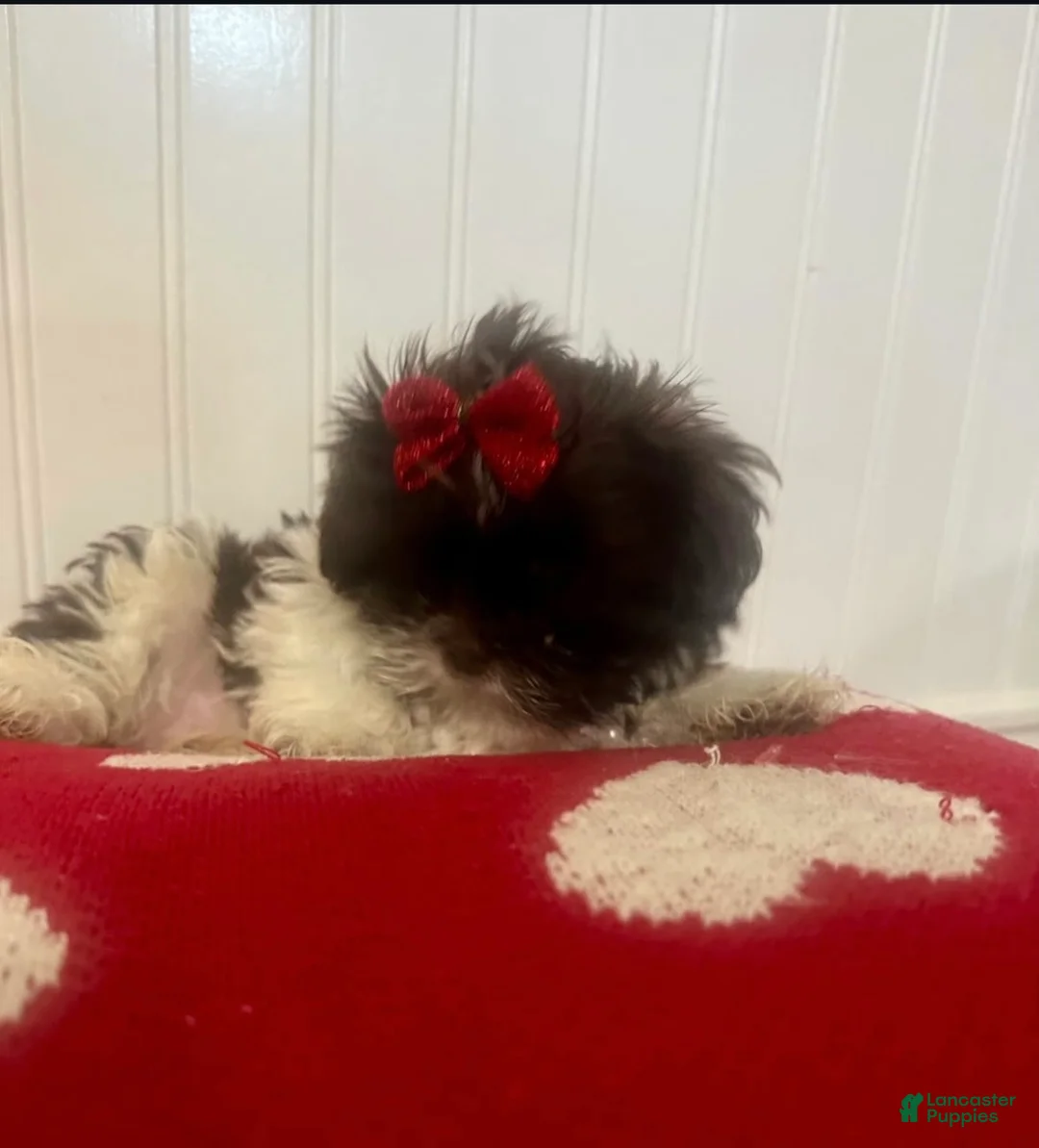 Teddy Bear dogs for sale: Teddy Bear Puppy 1 - Ad 2