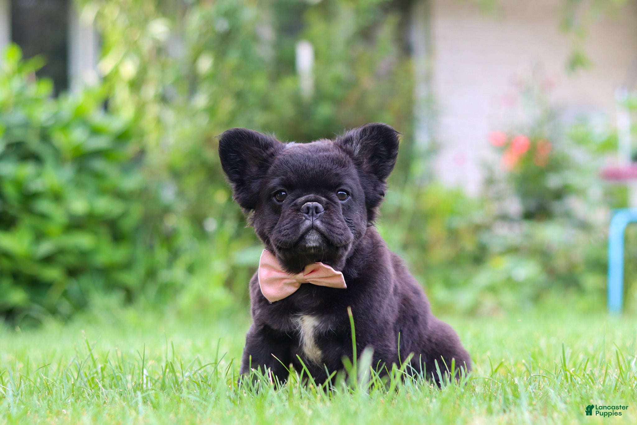 French Bulldog dogs Regina - Ad 1