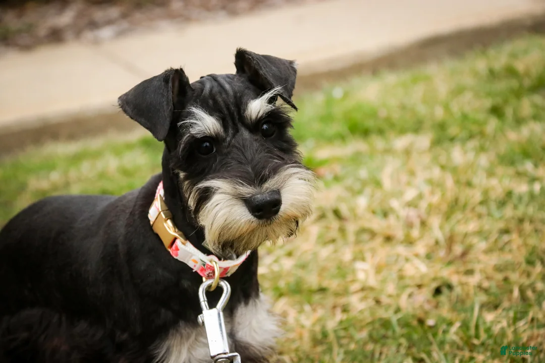Miniature Schnauzer dogs for sale: Marina - Ad 7