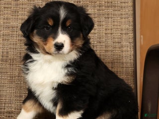 Miniature Australian Shepherd dogs Stella - Ad 6