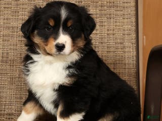Miniature Australian Shepherd dogs Stella - Ad 40