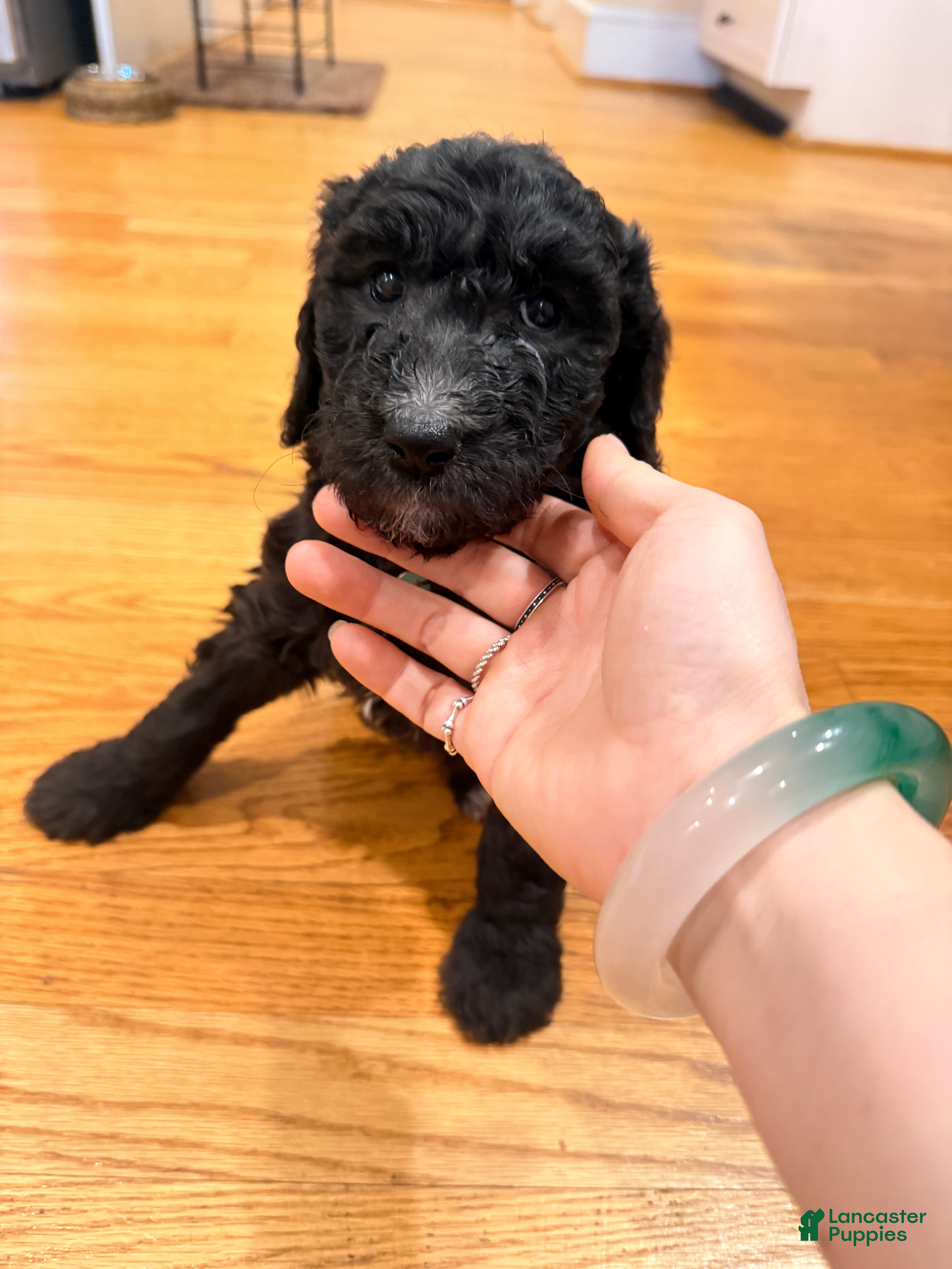Standard Poodle dogs Standard Poodle Puppy 4 - Ad 9