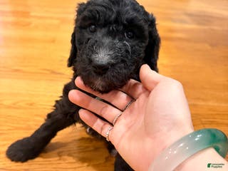 Standard Poodle dogs Standard Poodle Puppy 4 - Ad 21