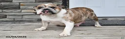 English Bulldog dogs for sale: Asher - Ad 6