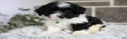 Maltipoo dogs for sale: Rocco  - Ad 10