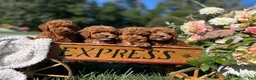 Miniature Poodle dogs for sale: Saffron ❤️AKC Genetic Tested - Ad 2