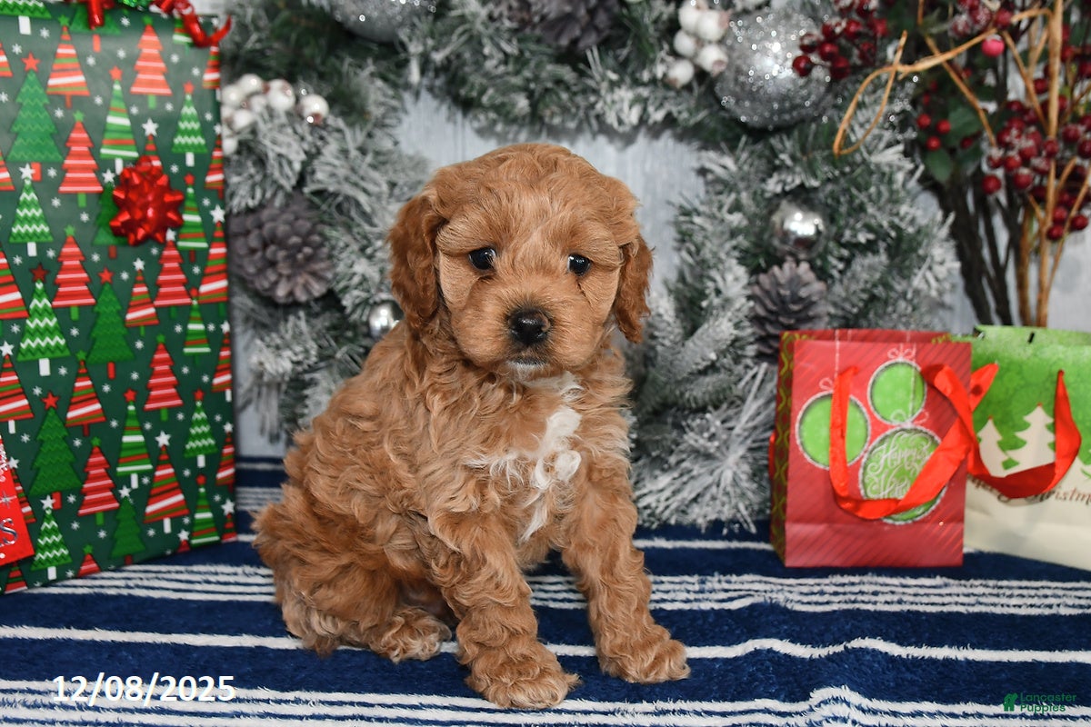 Cockapoo dogs Dakota - Ad 5