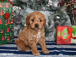 Cockapoo dogs Dakota - Ad 5