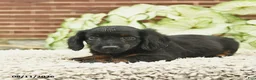 Miniature Dachshund dogs for sale: Chase  - Ad 4