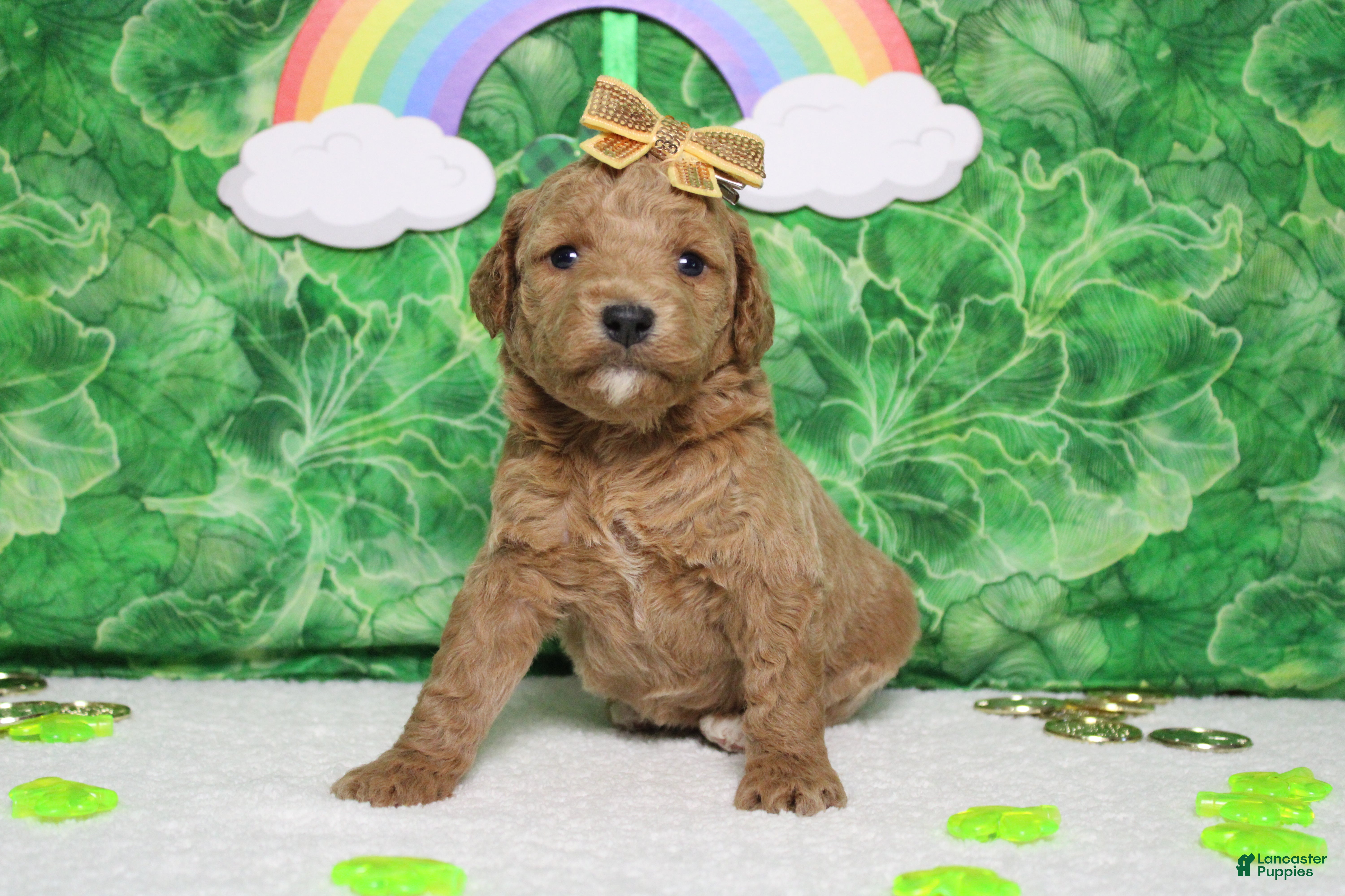 Goldendoodle dogs Sunkist - Ad 7