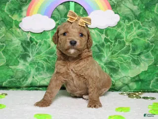 Goldendoodle dogs Sunkist - Ad 7