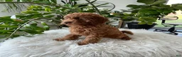 Cavapoo dogs for sale: Dixie  - Ad 4