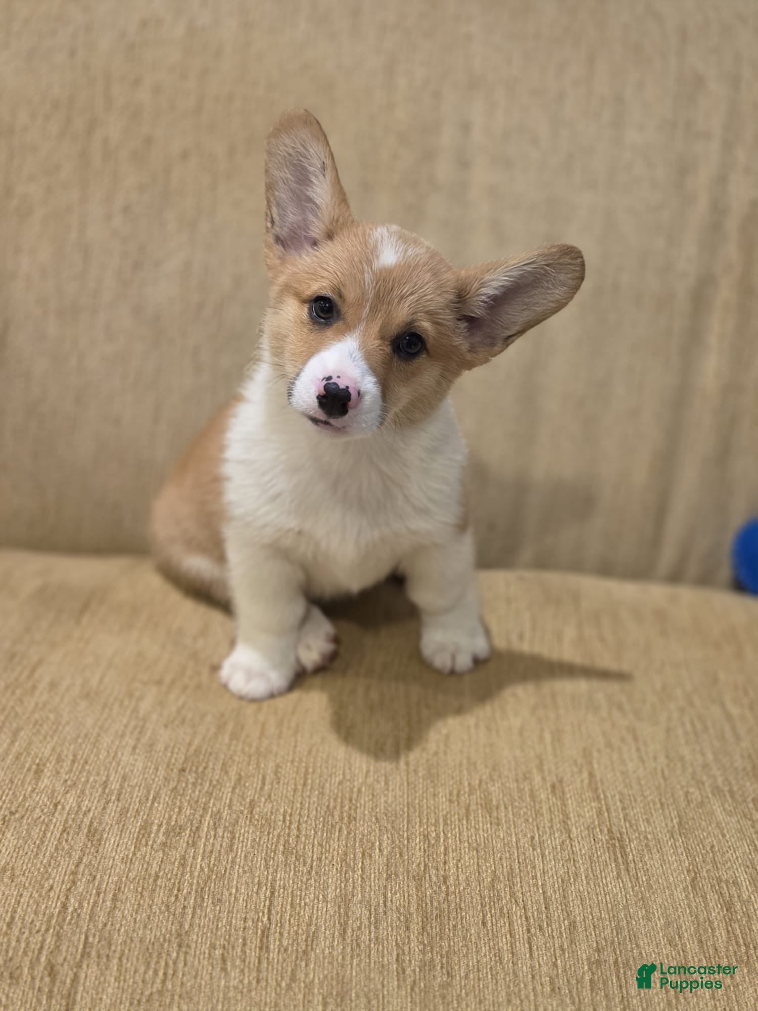 Welsh Corgi Pembroke dogs Welsh Corgi Pembroke 4 - Ad 2