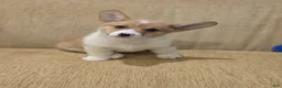 Welsh Corgi Pembroke dogs for sale: Welsh Corgi Pembroke 4 - Ad 2