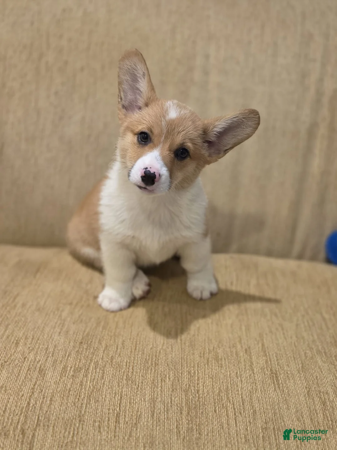 Welsh Corgi Pembroke dogs for sale: Welsh Corgi Pembroke 4 - Ad 2