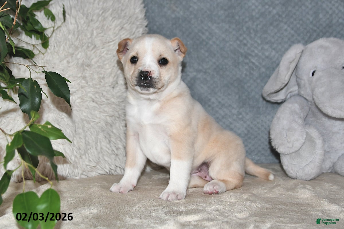 Mixed Breed dogs Shelia - Ad 2