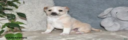 Mixed Breed dogs for sale: Shelia - Ad 2